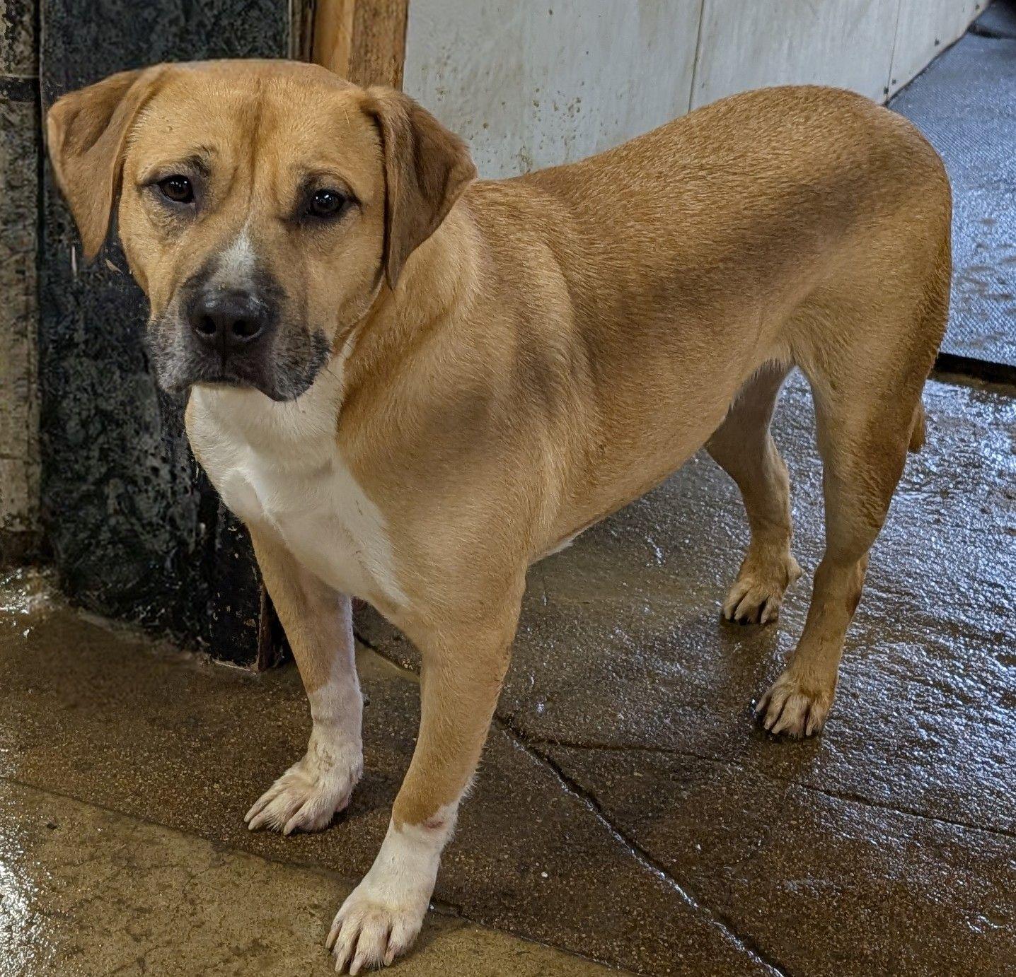 George, an adoptable mixed breed in Barrington Hills, IL image 3/3
