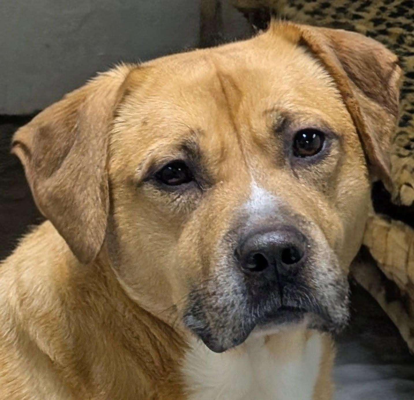 George, an adoptable mixed breed in Barrington Hills, IL image 1/3