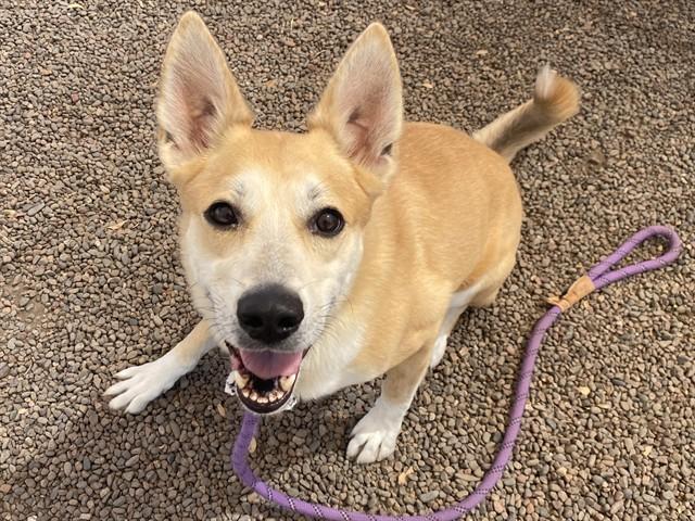 Enlarge FLUFFY, a Adoptable mixed breed in Phoenix, AZ image 1/1