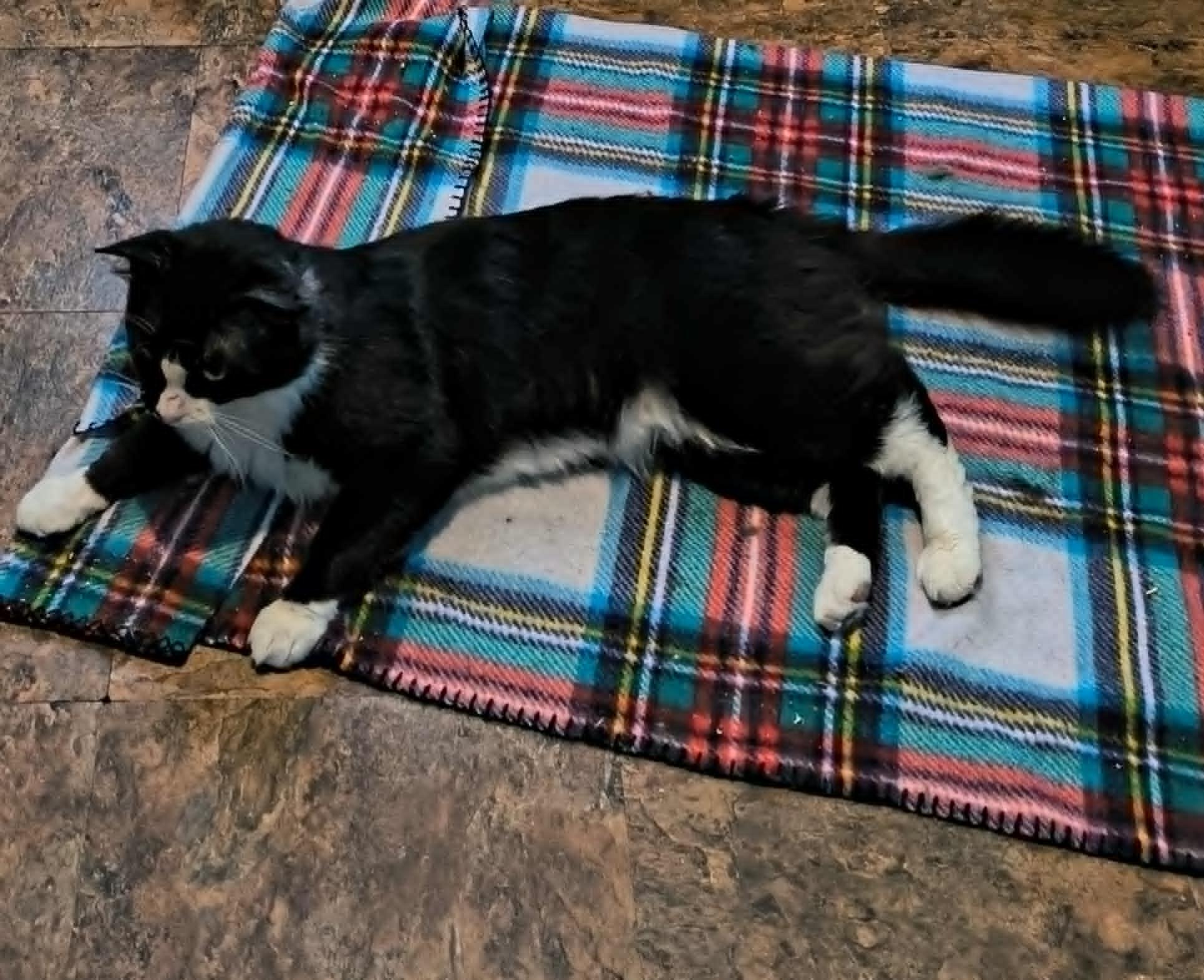 Theo, Adoptable, Adult Male Domestic Medium Hair.