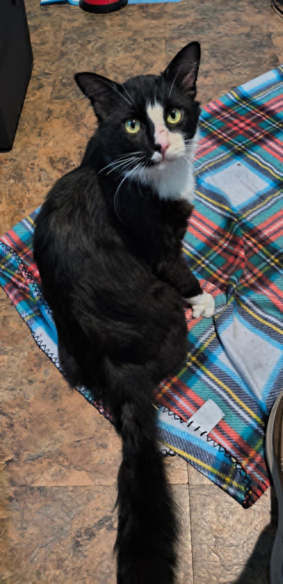 Theo, a Adoptable Domestic Medium Hair in Hammond, OR image 2/2