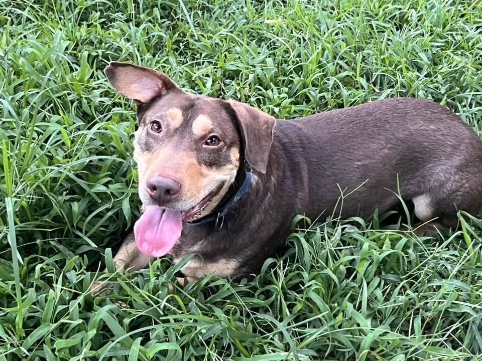 Jo, Adoptable, Adult Male Mixed Breed.