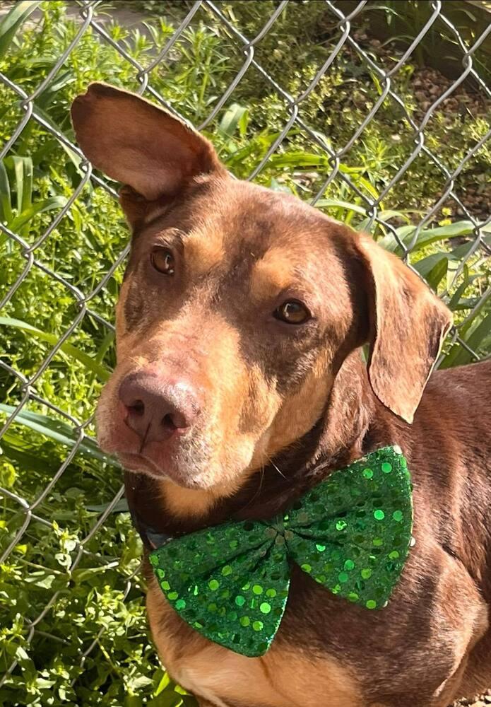 Enlarge Jo, a Adoptable mixed breed in Acworth, GA image 2/6