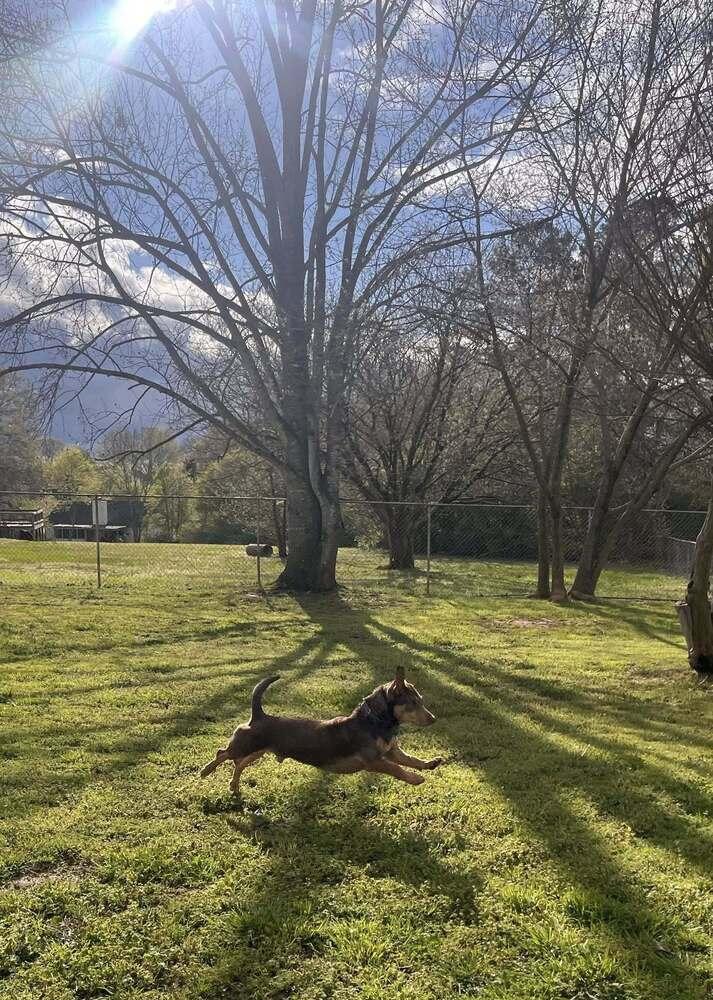 Enlarge Jo, a Adoptable mixed breed in Acworth, GA image 3/6