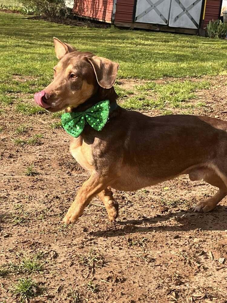 Enlarge Jo, a Adoptable mixed breed in Acworth, GA image 4/6