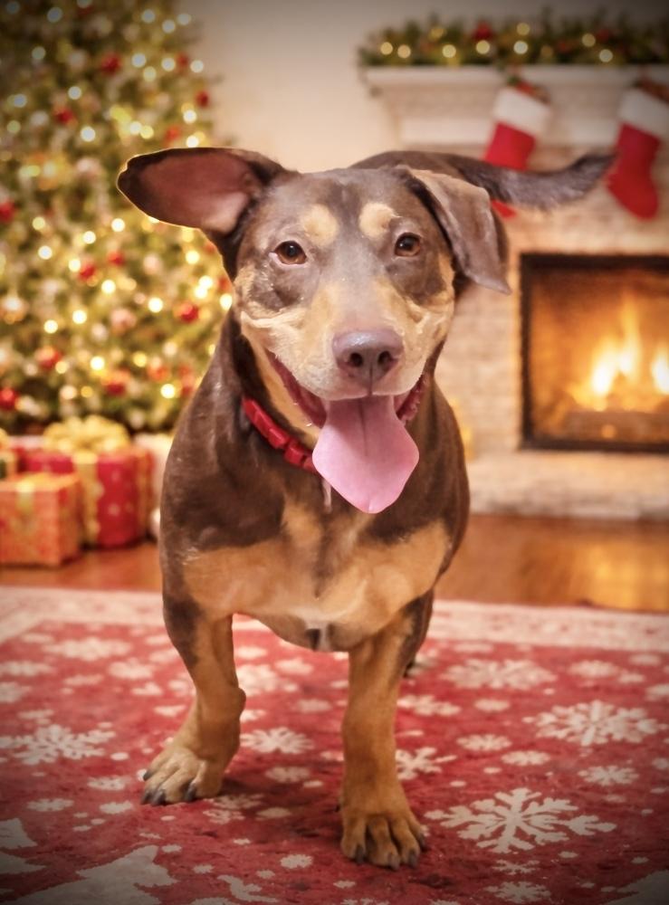 Enlarge Jo, a Adoptable mixed breed in Acworth, GA image 3/6