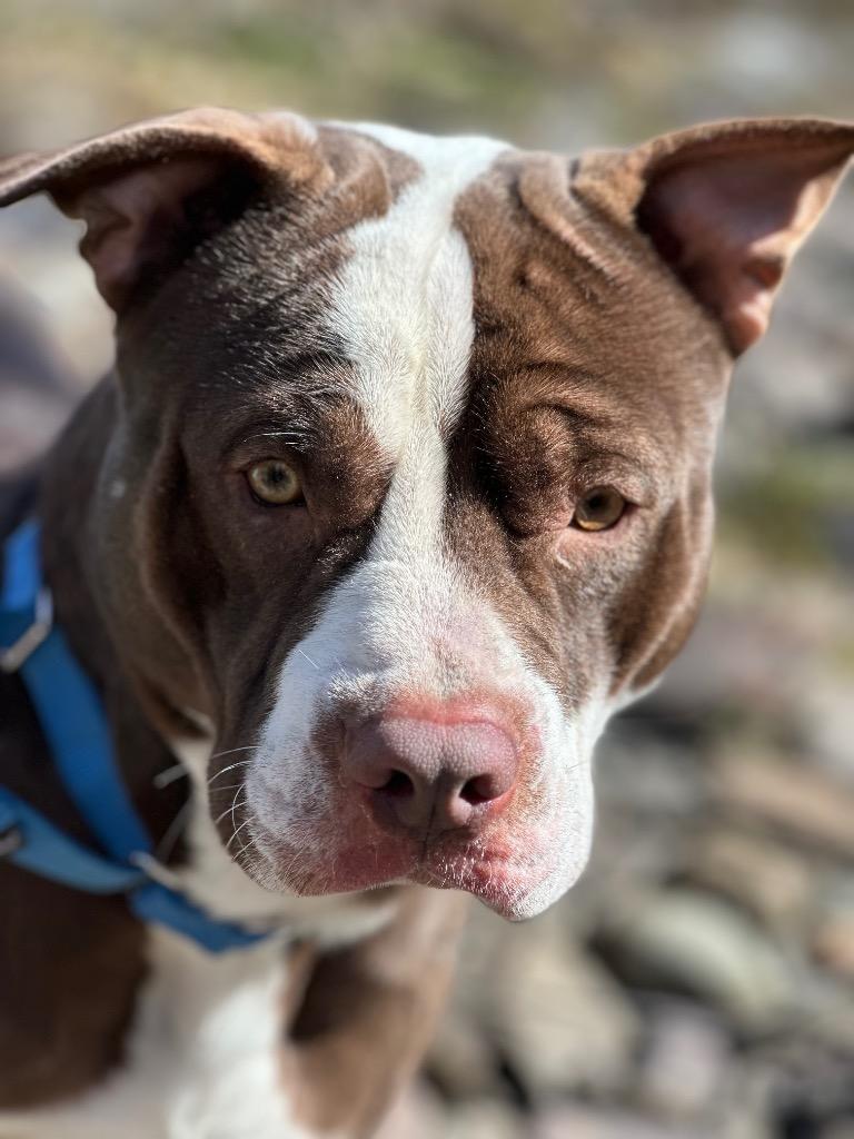 Enlarge Izzy, a Adoptable American Staffordshire Terrier in Sidney, NY image 1/2