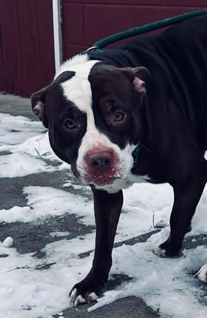 Enlarge Izzy, a Adoptable American Staffordshire Terrier in Sidney, NY image 2/2