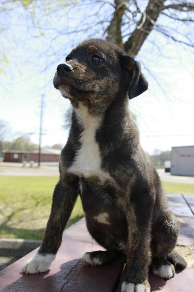 Boston, Adoptable, Puppy Male Mixed Breed.
