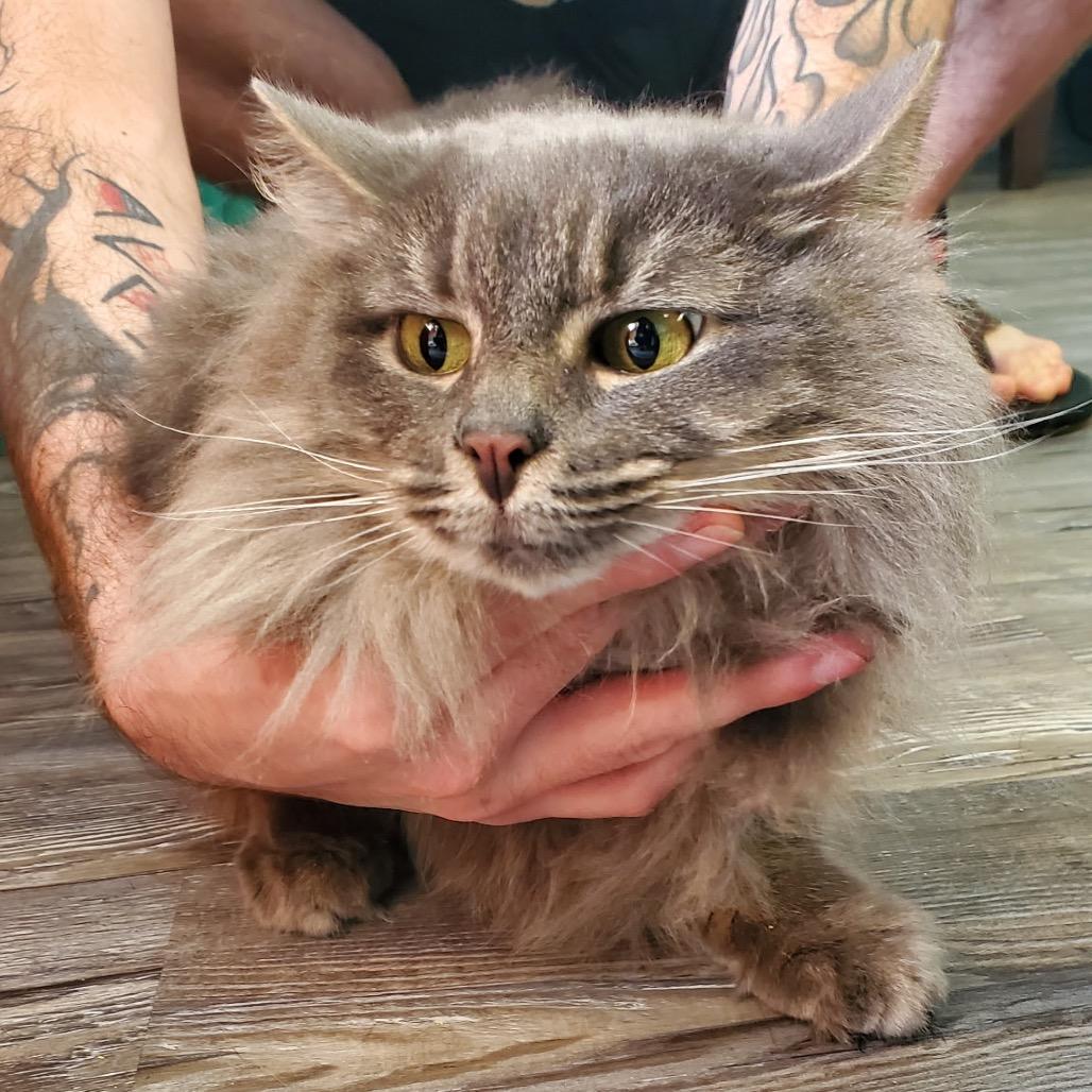 Noodle — thumbnail 2