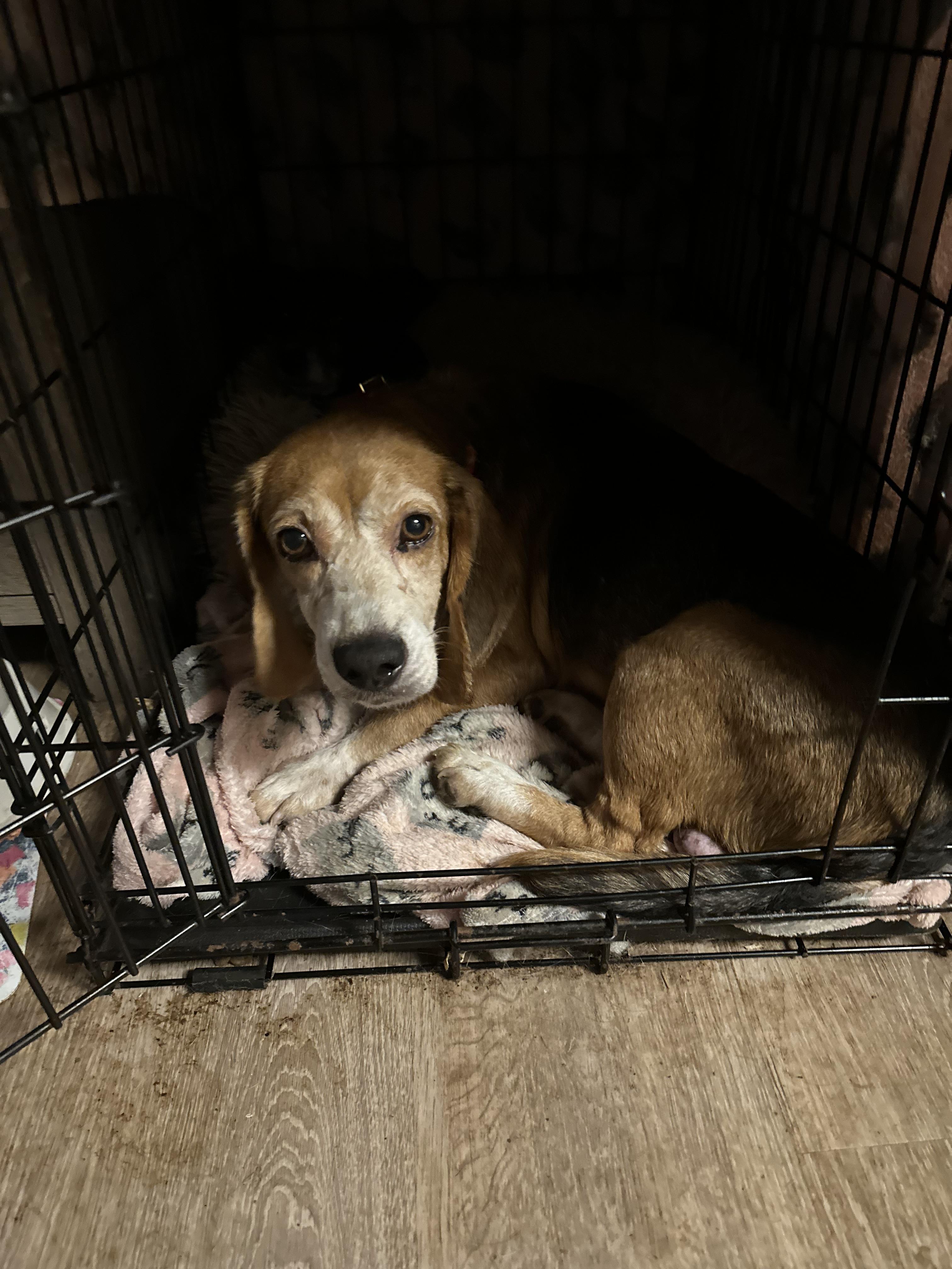 Milhouse, a Adopted mixed breed in Raleigh, NC image 2/6