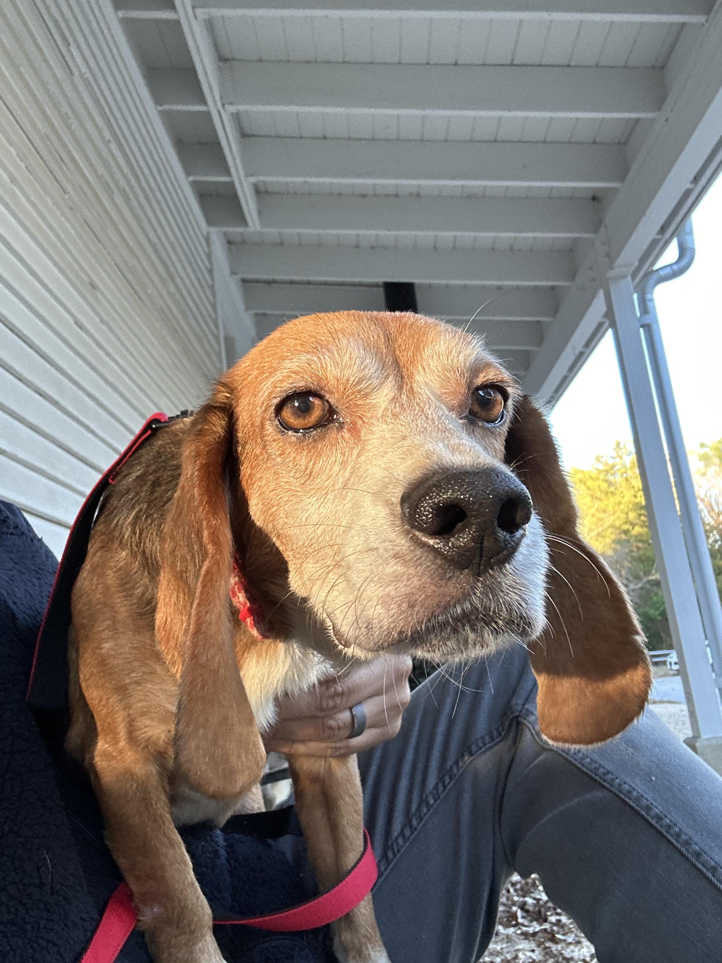 Milhouse, a Adopted mixed breed in Raleigh, NC image 3/6