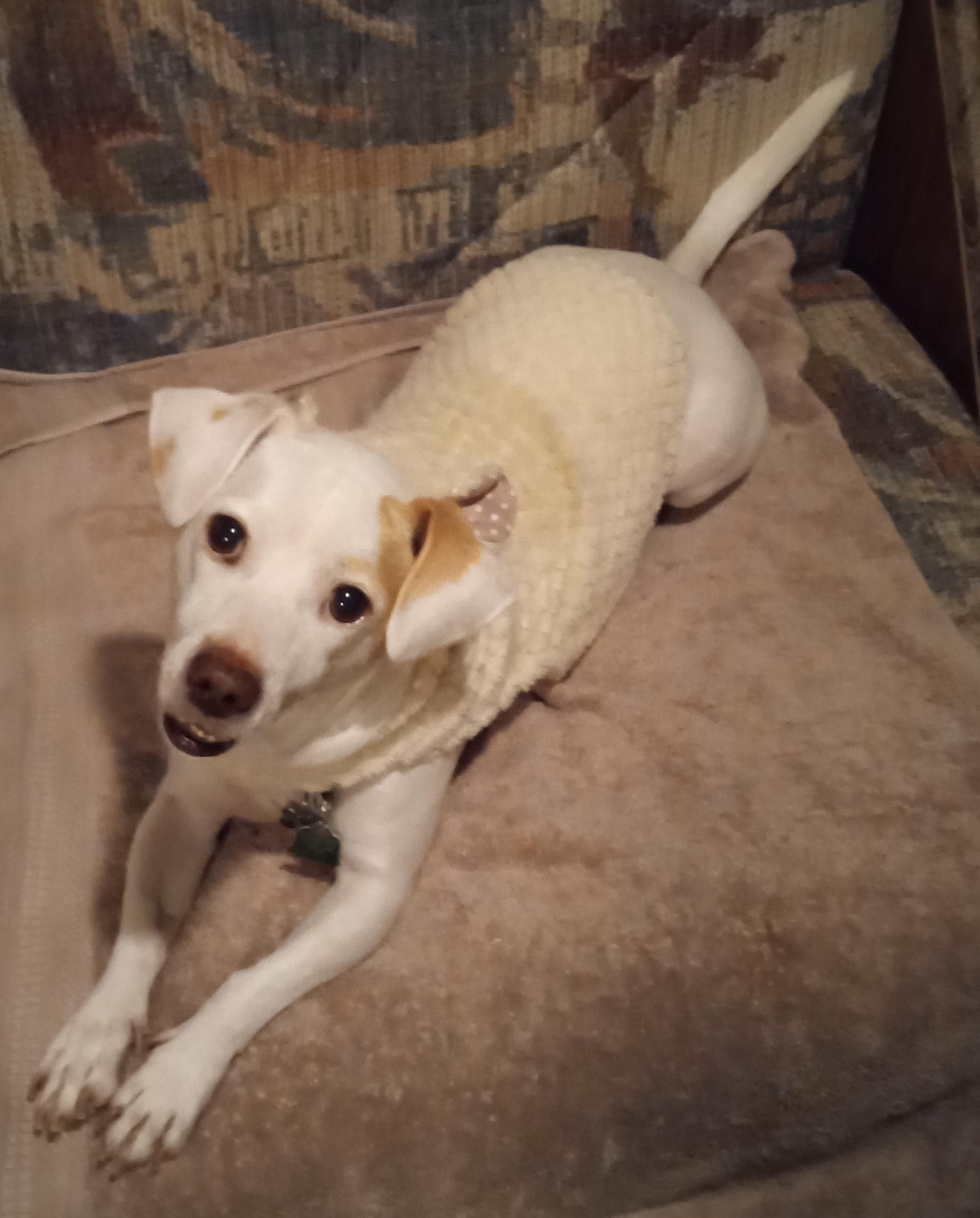 Enlarge Petey , a ADOPTABLE mixed breed in Sanford, NC image 4/4