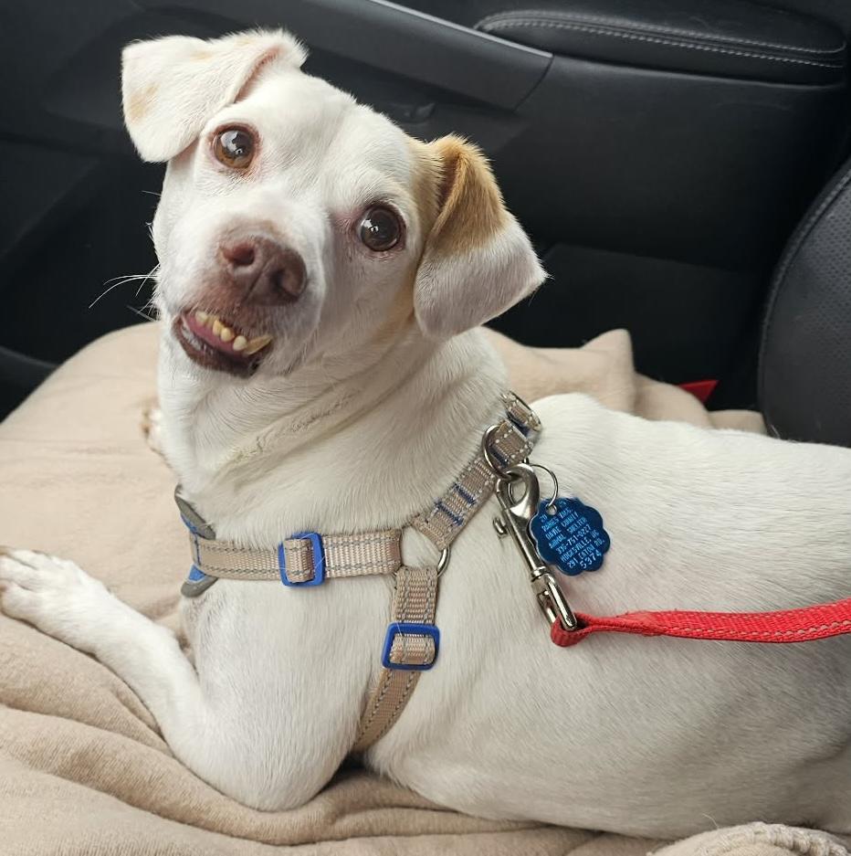 Enlarge Petey , a ADOPTABLE mixed breed in Sanford, NC image 2/4