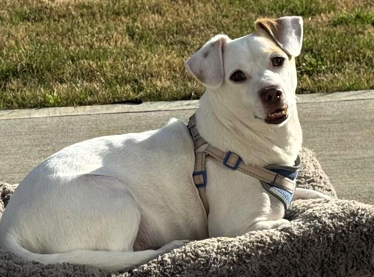 Enlarge Petey , a ADOPTABLE mixed breed in Sanford, NC image 1/4