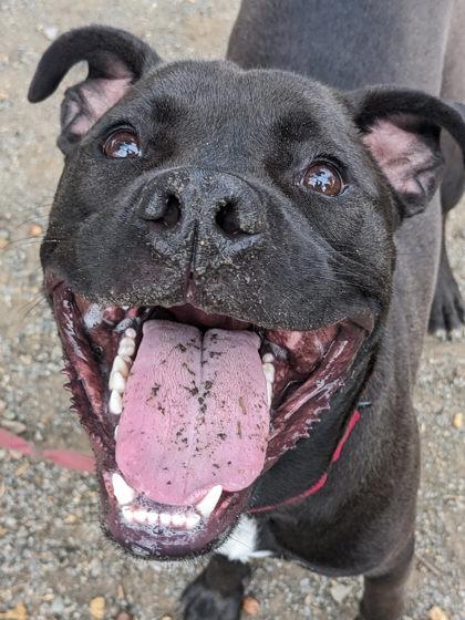 Lord Shadow McCarlton - in foster!, Adoptable, Adult Male Mixed Breed.