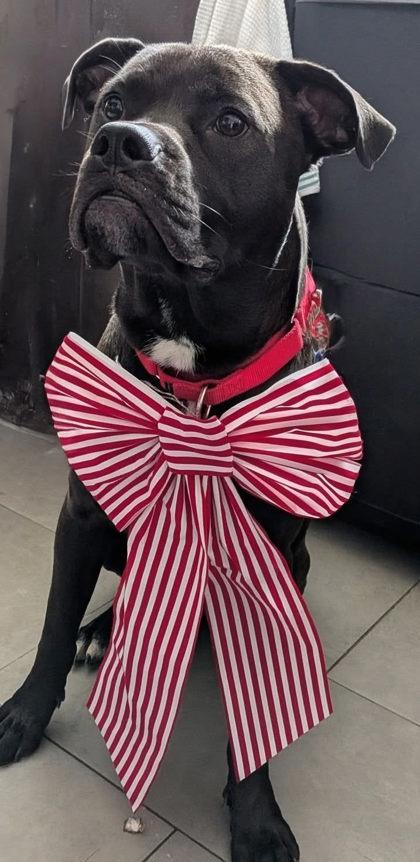 Enlarge Lord Shadow McCarlton - in foster!, a Adoptable Mixed Breed in Fairfax, VA image 2/3