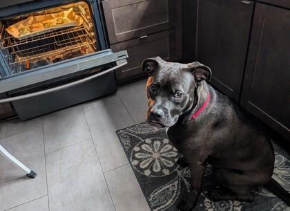 Enlarge Lord Shadow McCarlton - in foster!, a Adoptable Mixed Breed in Fairfax, VA image 3/3