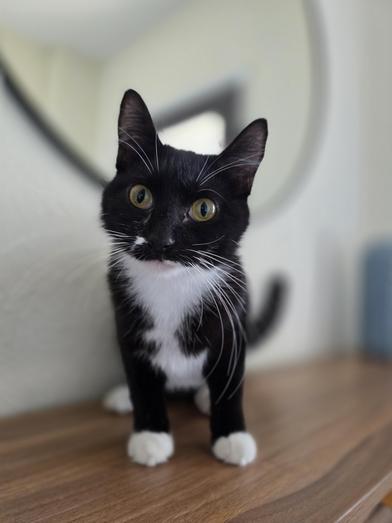 Bella — thumbnail 4