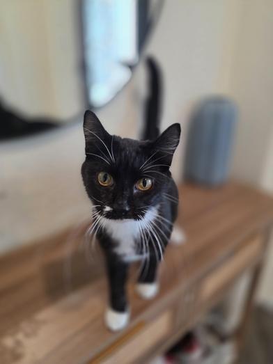 Bella — thumbnail 5