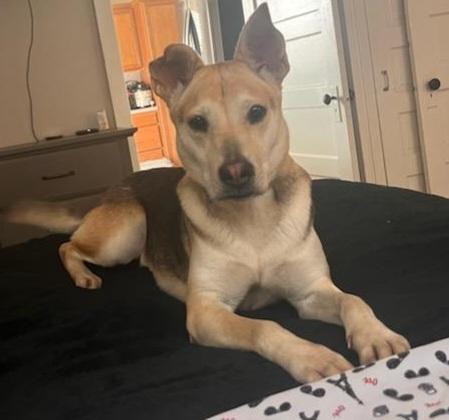 Maude, Adoptable, Adult Female German Shepherd Dog & Mixed Breed.