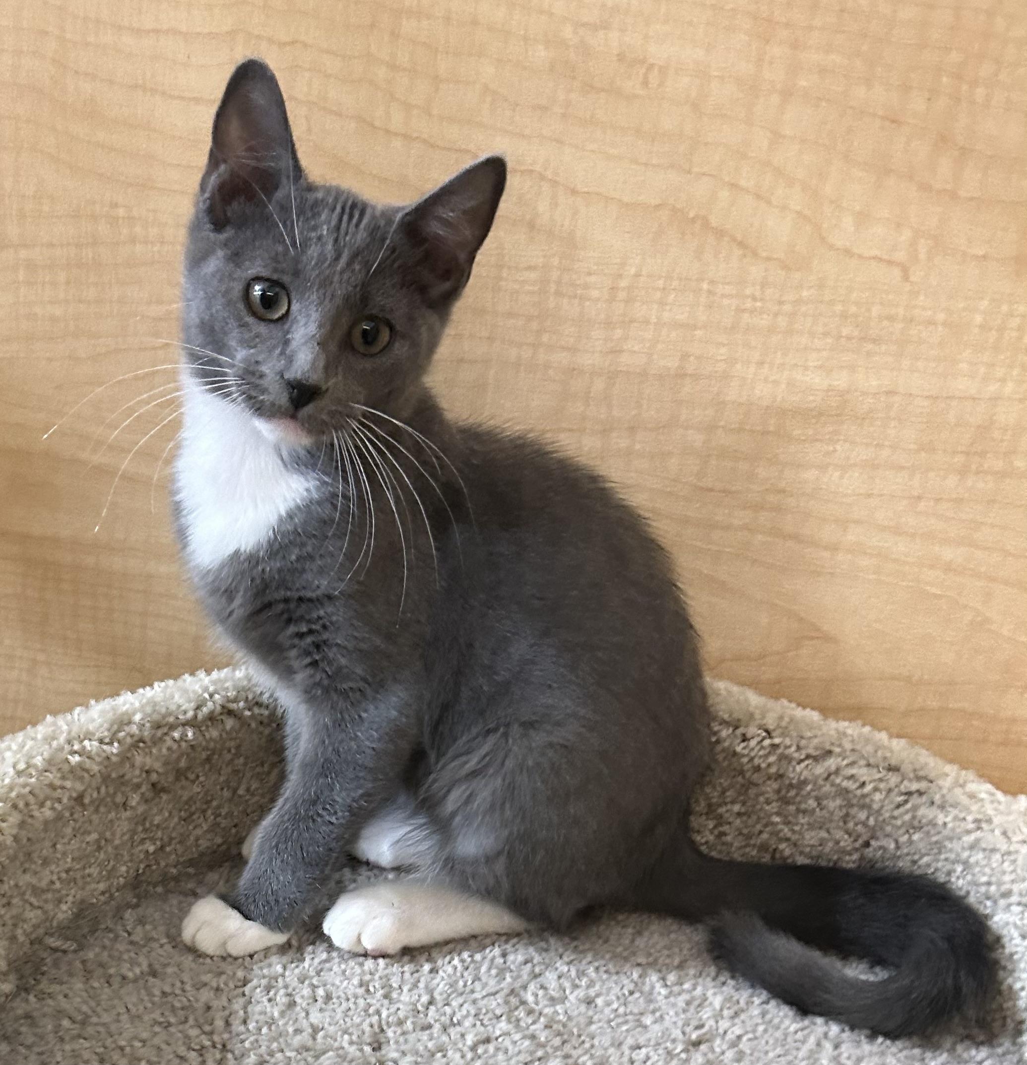 Enlarge Joker, a Adopted Domestic Short Hair in Springfield, PA image 1/2