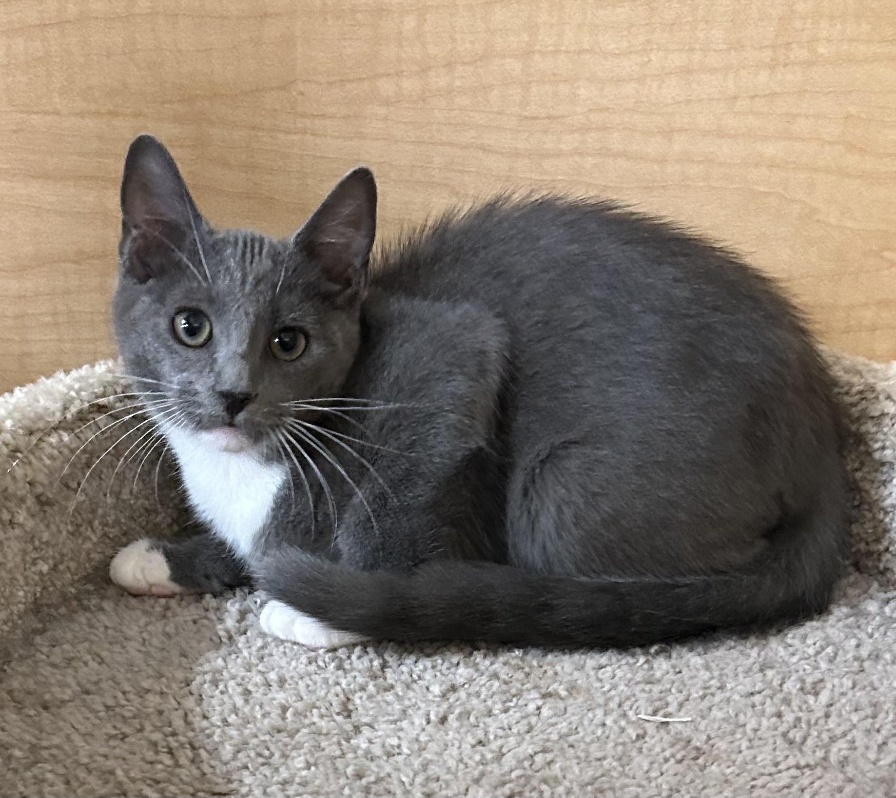 Enlarge Joker, a Adopted Domestic Short Hair in Springfield, PA image 2/2