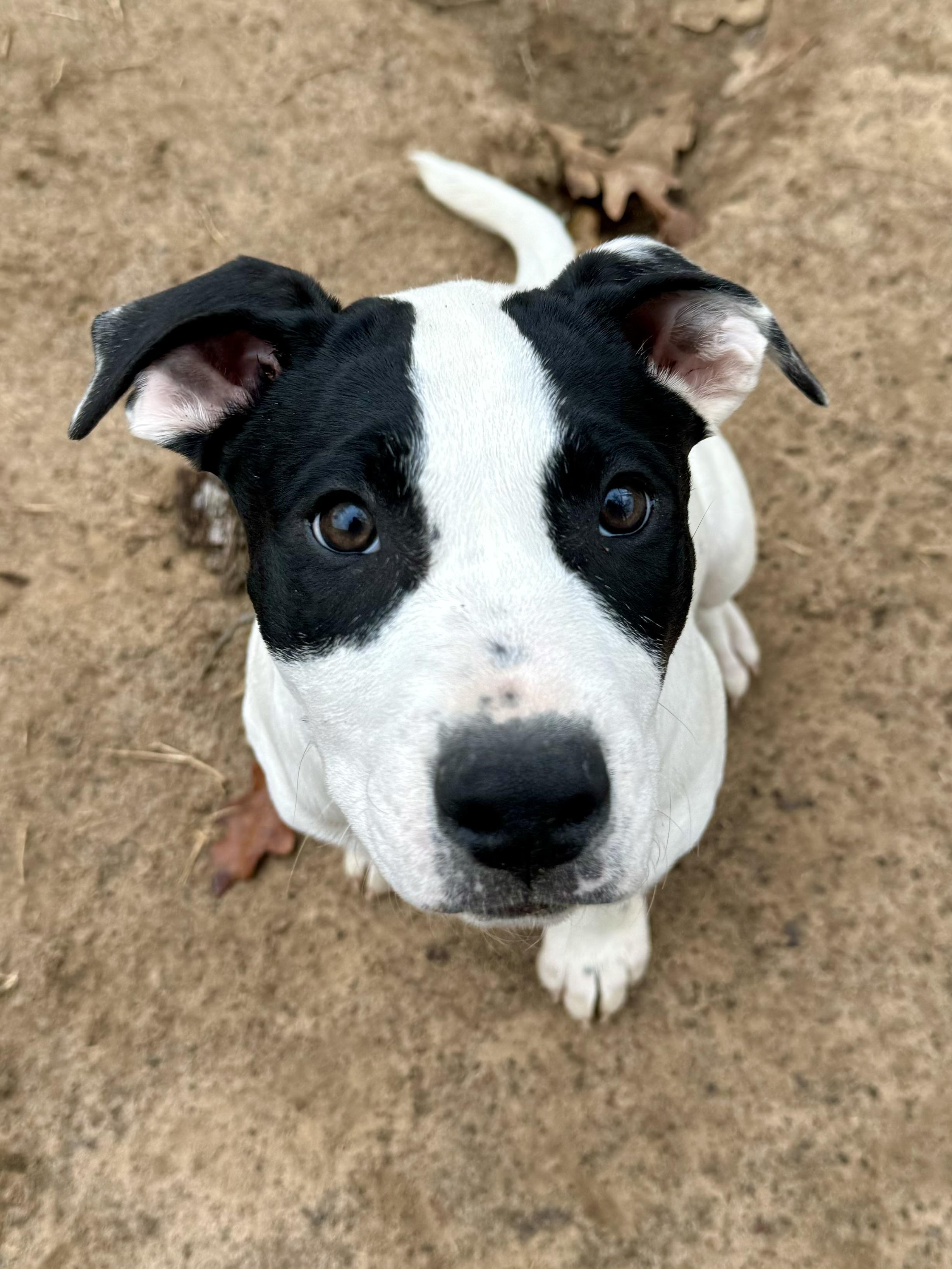 Enlarge Dot, a Adoptable mixed breed in Mineola, TX image 1/1