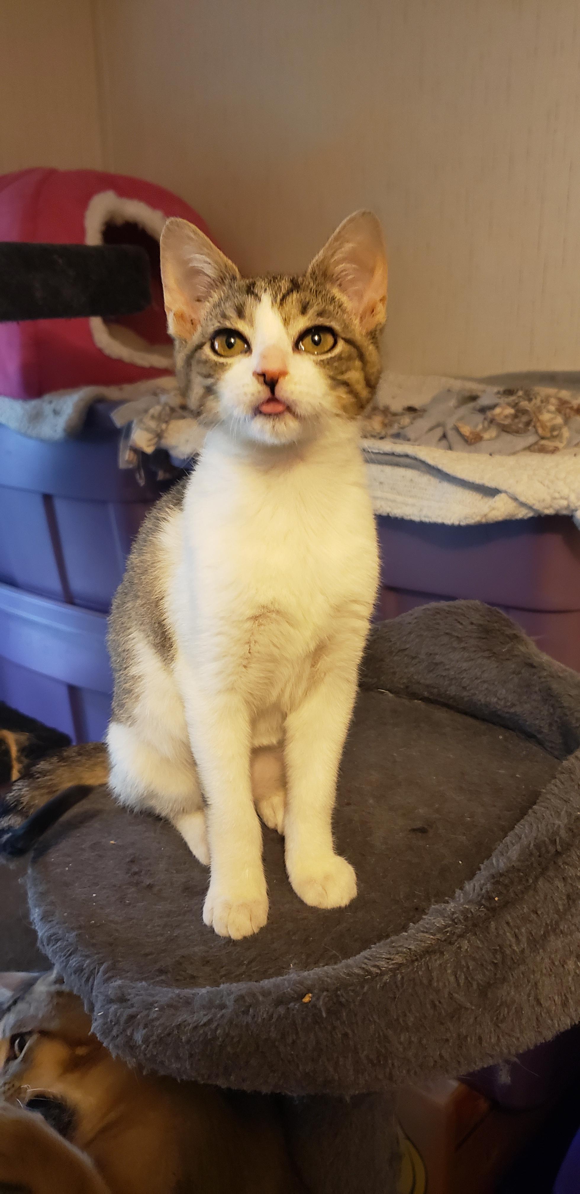 Cheese (bonded with Ham)