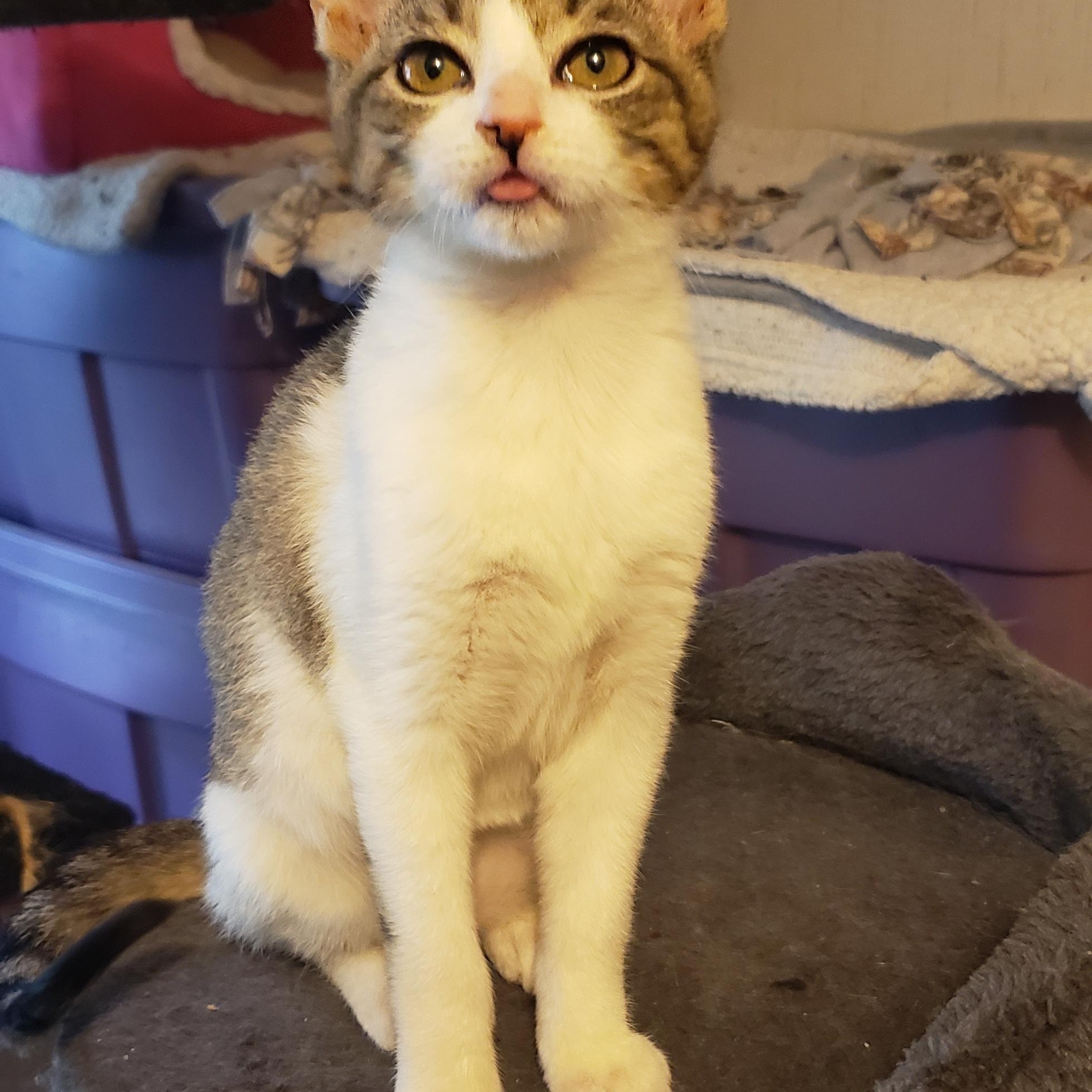 Enlarge Cheese (bonded with Ham), an adoptable Domestic Short Hair in Silverton, OR image 2/3