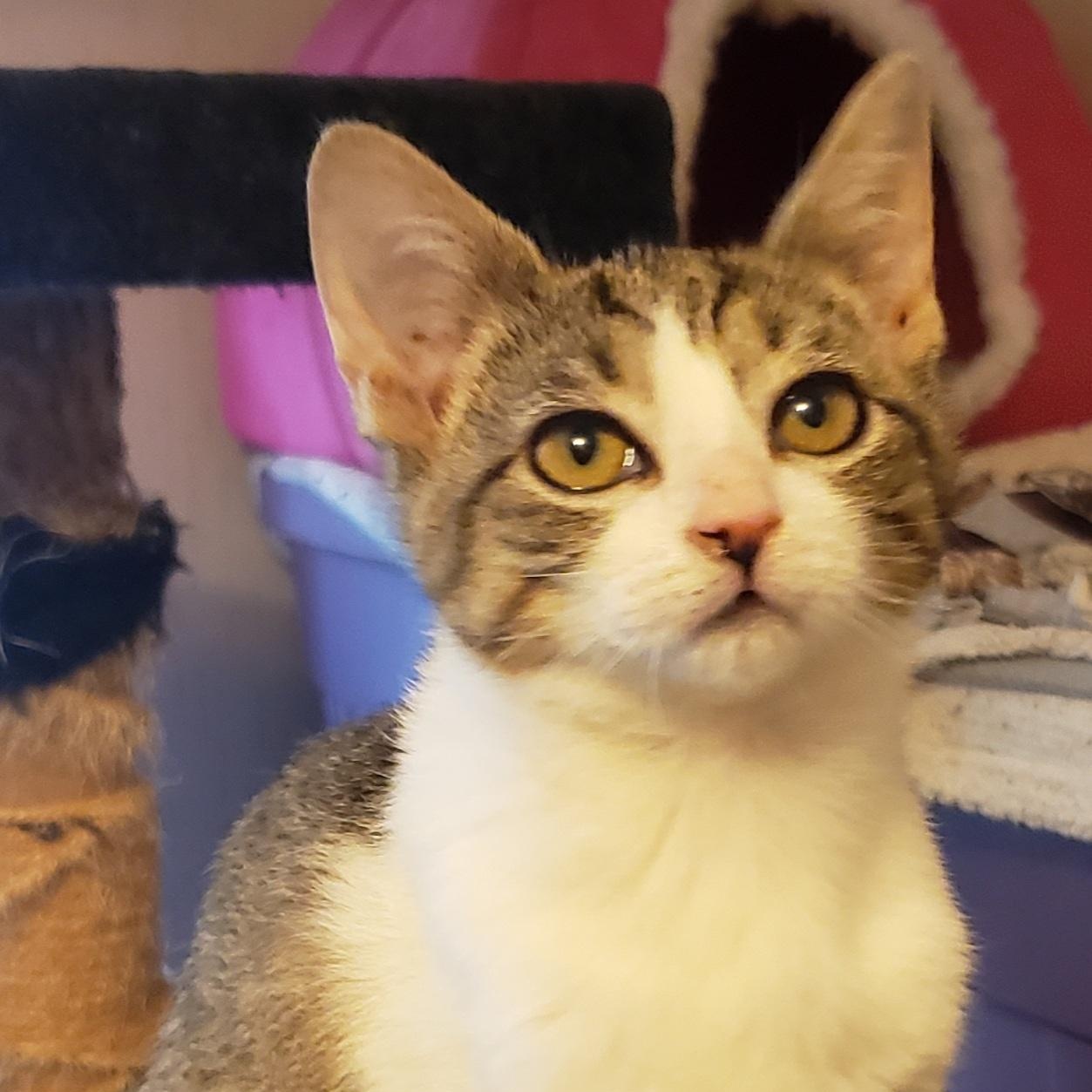 Cheese (bonded with Ham), adoptable, Kitten Female Domestic Short Hair.