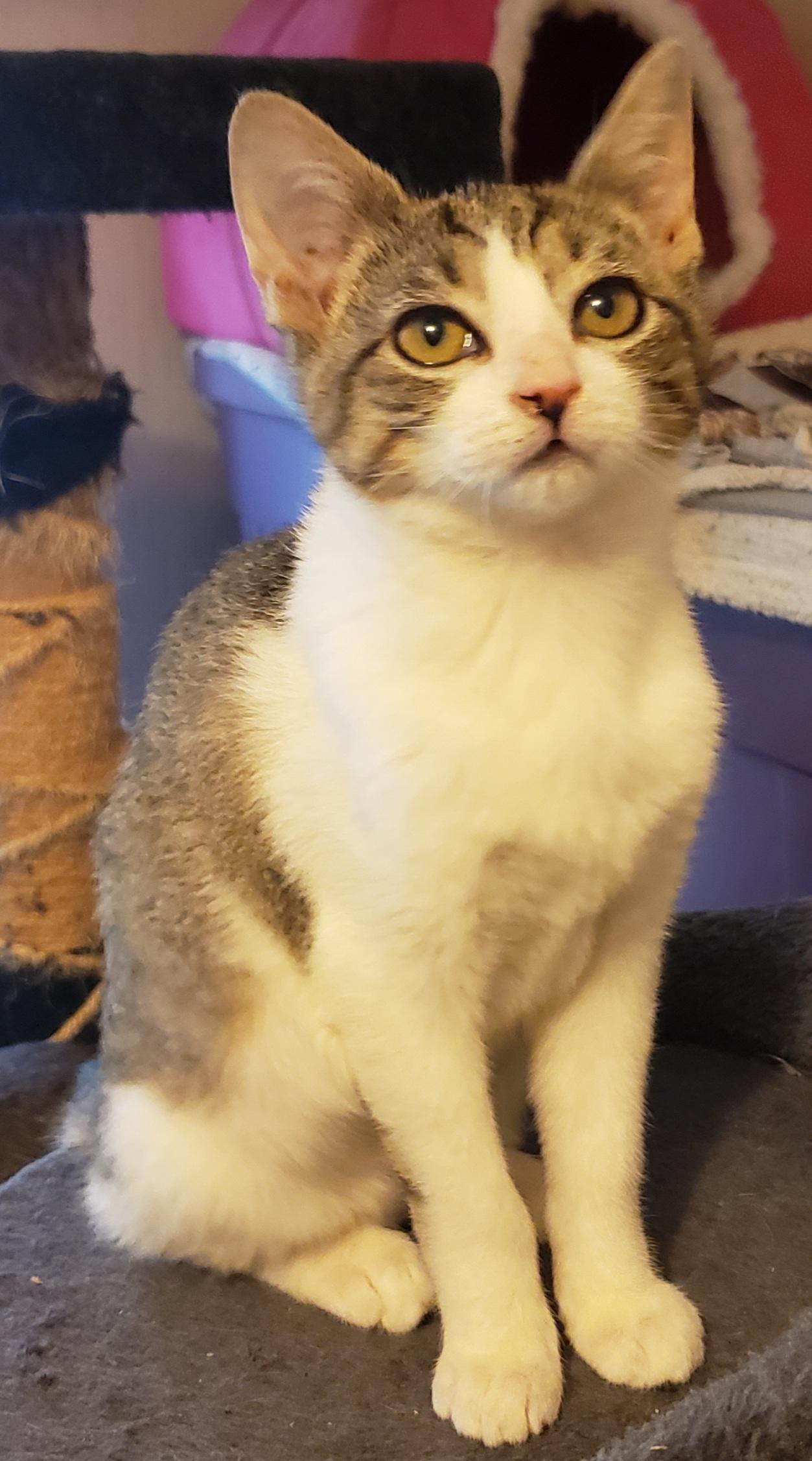 Cheese (bonded with Ham)