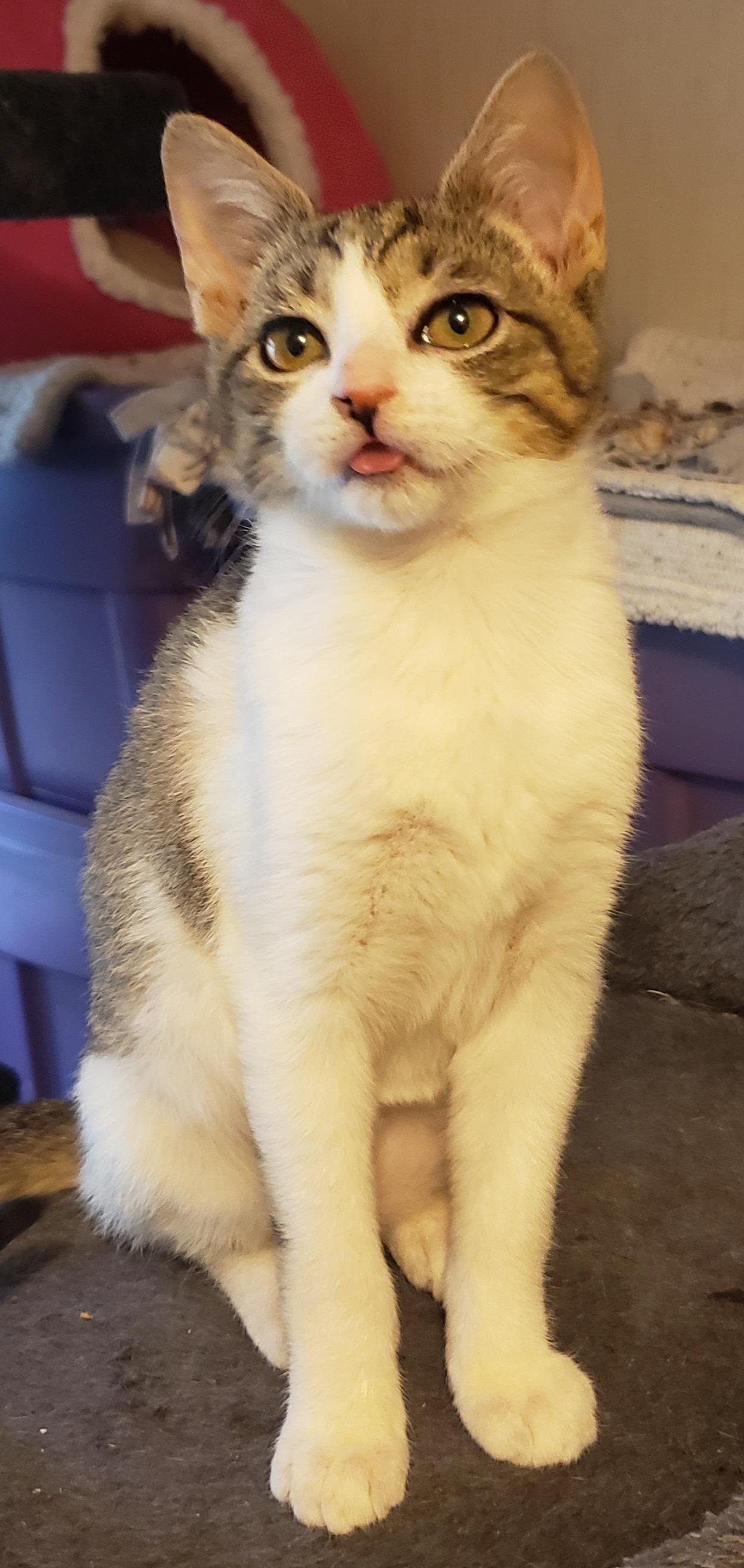 Enlarge Cheese (bonded with Ham), an adoptable Domestic Short Hair in Silverton, OR image 3/3