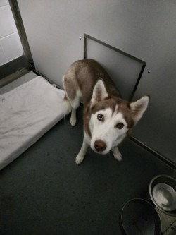 DA 11 Amber, Adoptable, Adult Female Husky.