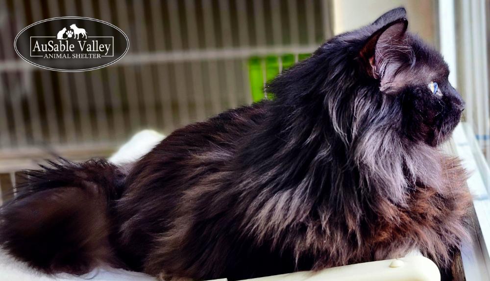 Beary, a ADOPTABLE Domestic Long Hair in Grayling, MI image 4/6