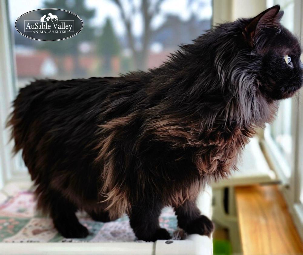 Beary, a ADOPTABLE Domestic Long Hair in Grayling, MI image 2/6