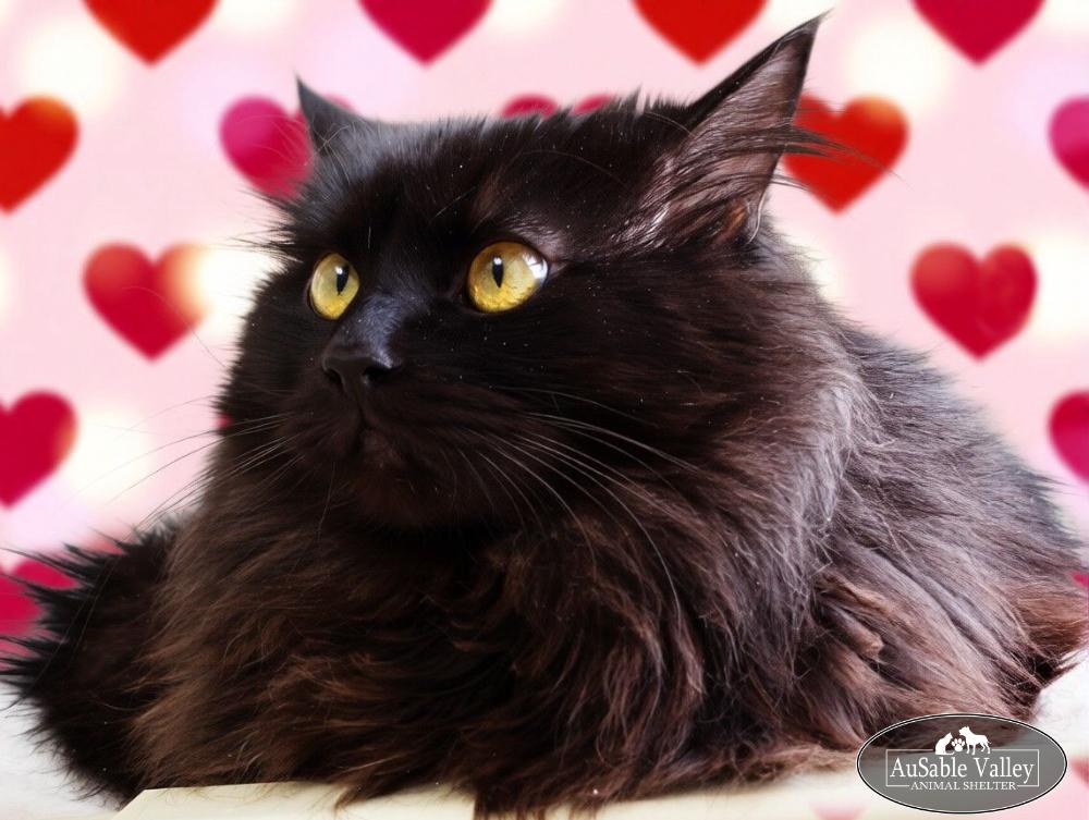 Beary, a ADOPTABLE Domestic Long Hair in Grayling, MI image 6/6