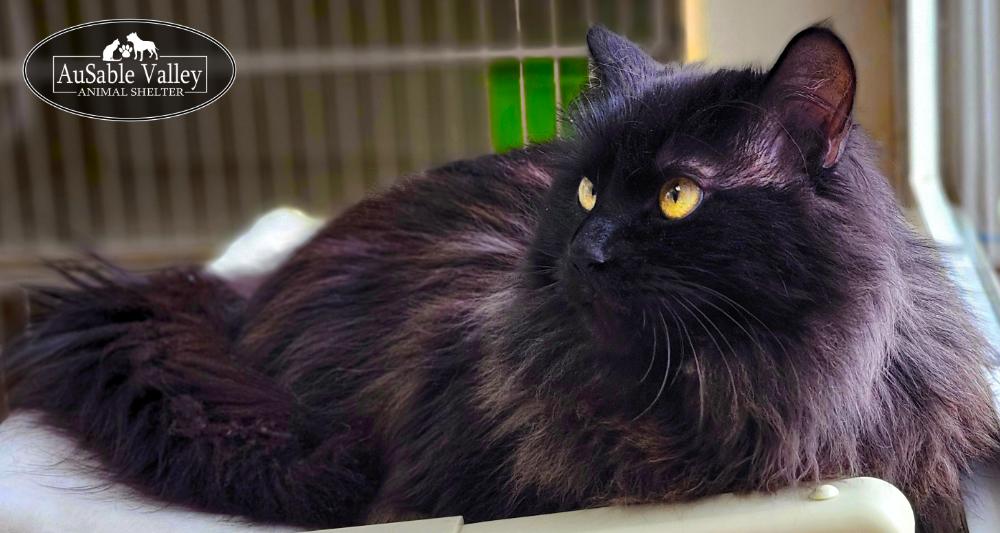 Beary, ADOPTABLE, Adult Male Domestic Long Hair.