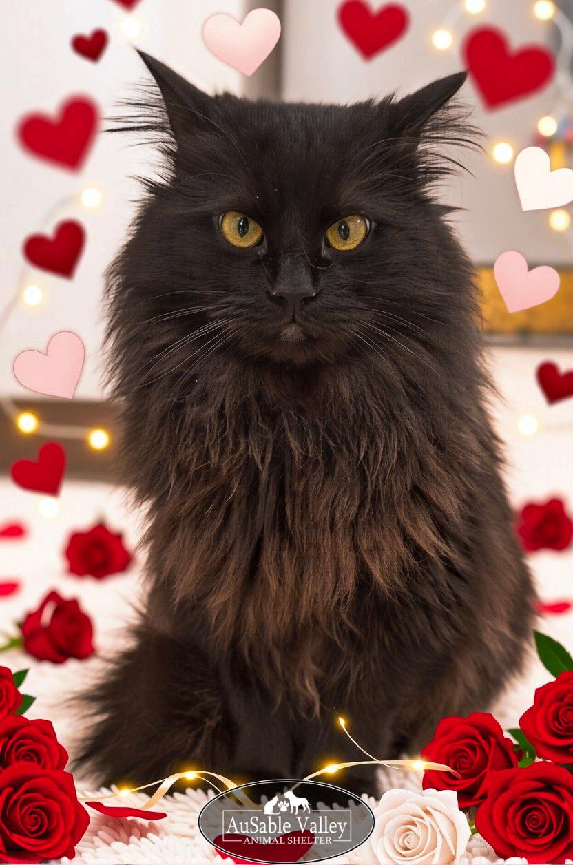 Beary, a ADOPTABLE Domestic Long Hair in Grayling, MI image 3/6