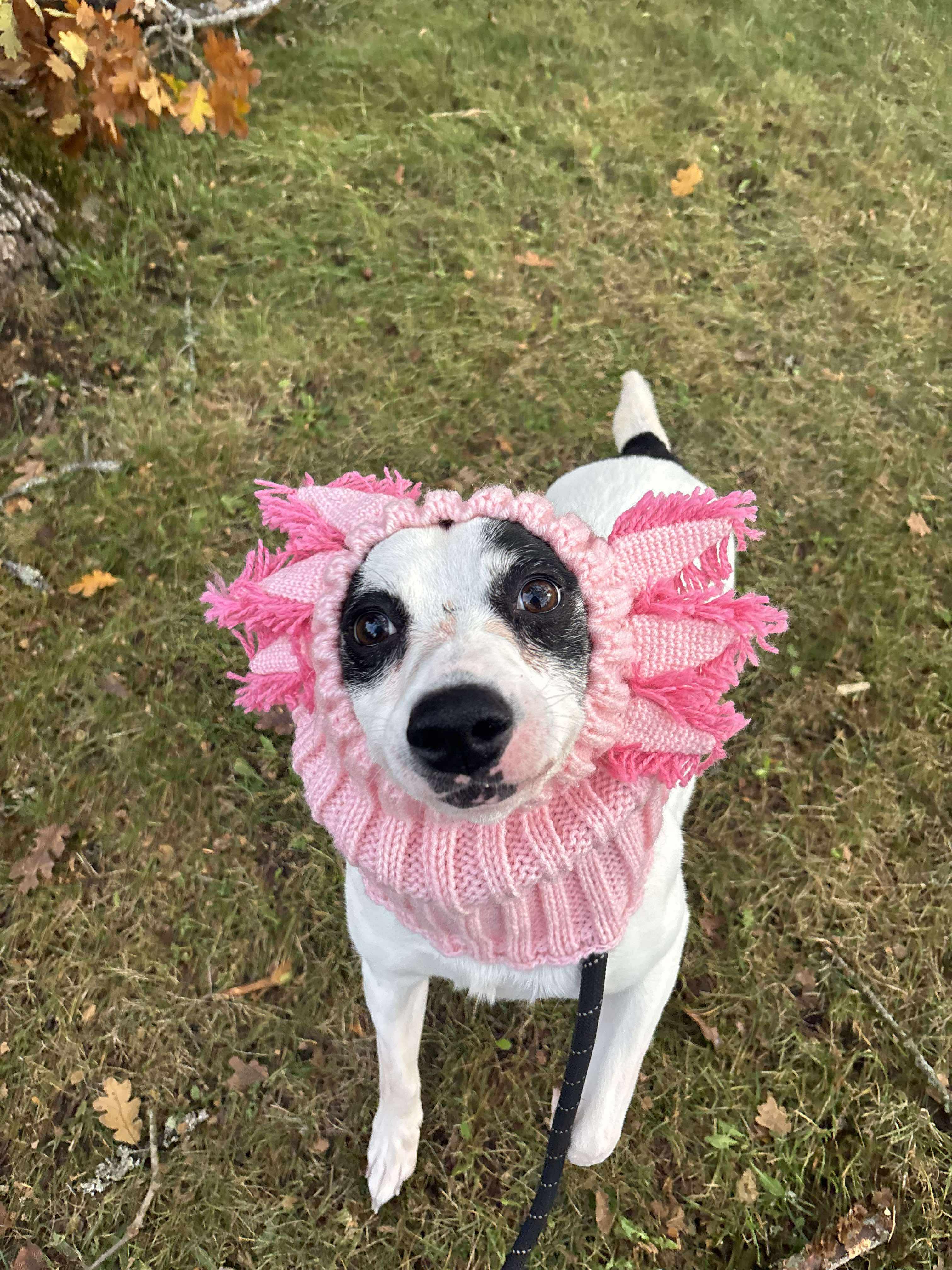 Abby, a Adoptable mixed breed in Tacoma, WA image 1/4