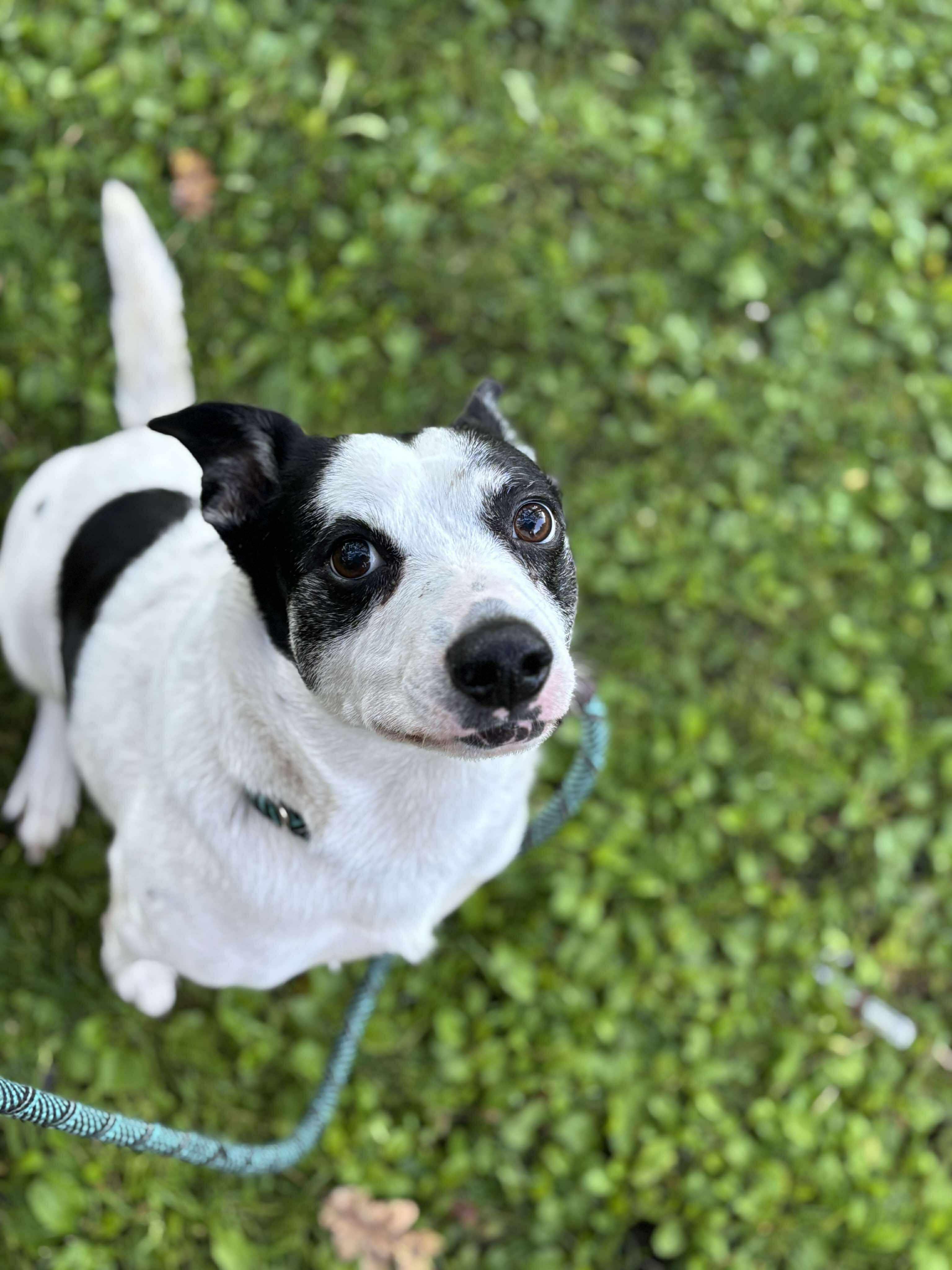 Abby, Adoptable, Adult Female Pit Bull Terrier & Australian Cattle Dog / Blue Heeler.