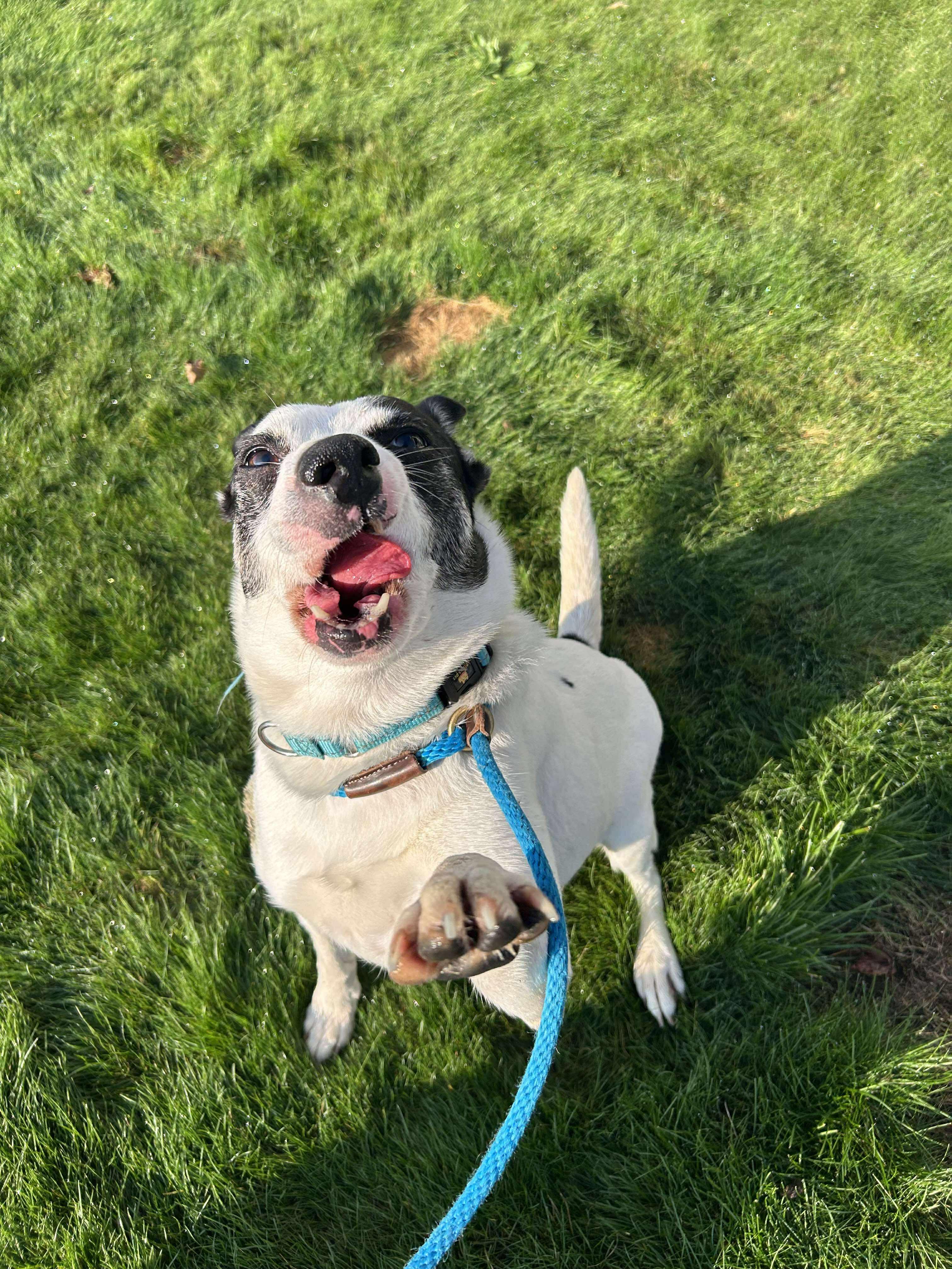 Abby, a Adoptable mixed breed in Tacoma, WA image 4/4