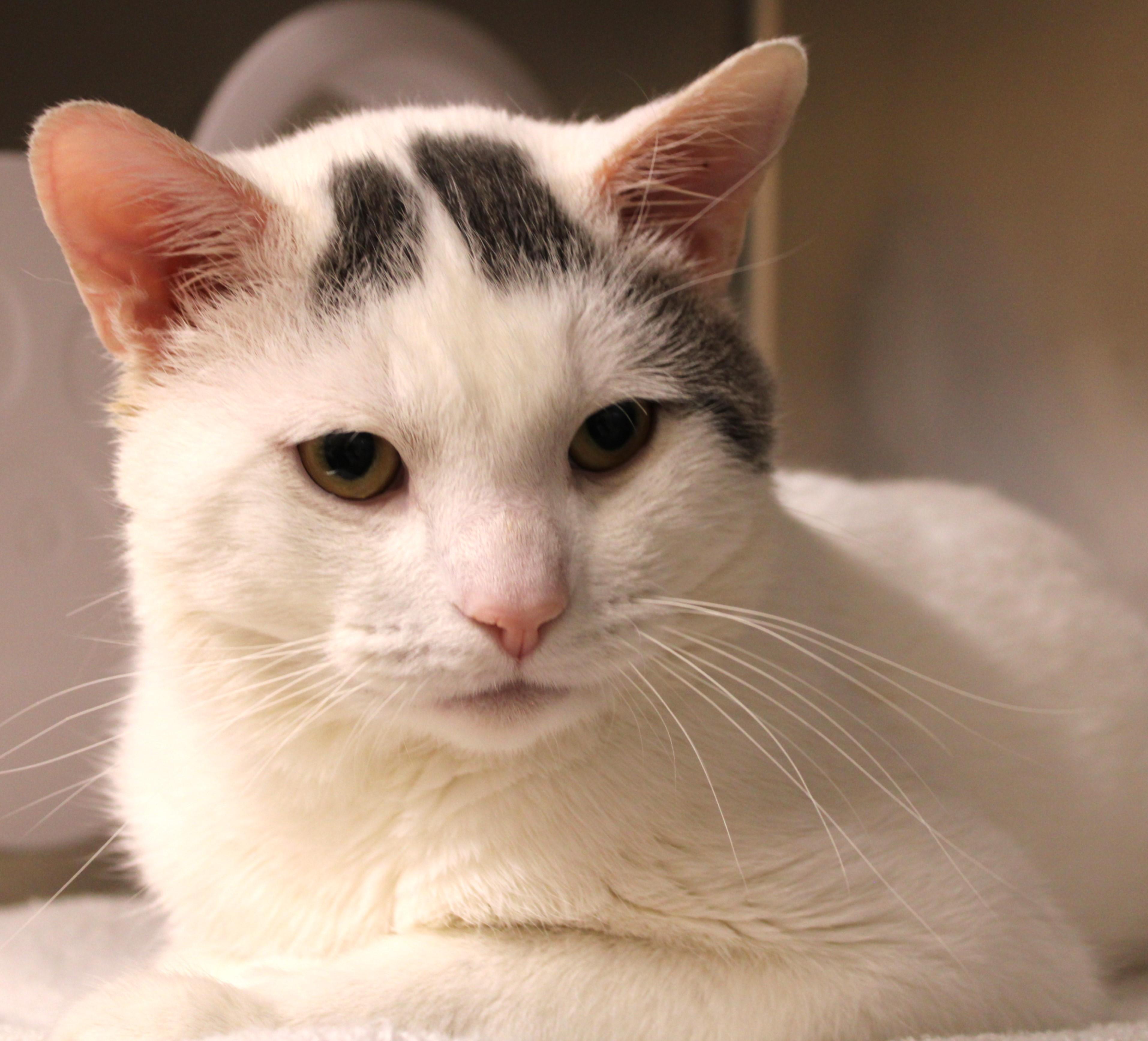 Enlarge Jordan, an adoptable Domestic Short Hair in Mississauga, ON image 2/5