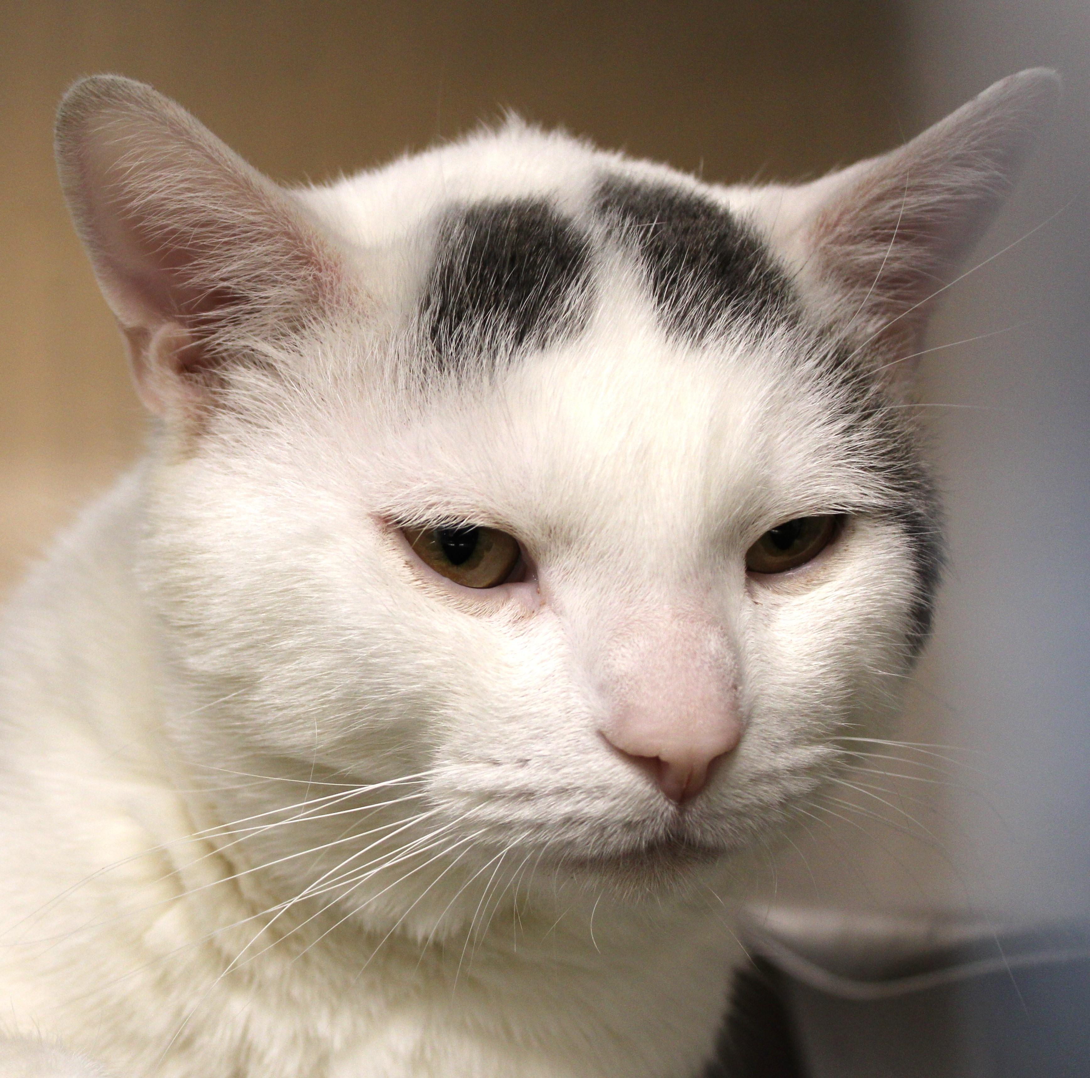 Enlarge Jordan, an adoptable Domestic Short Hair in Mississauga, ON image 3/5