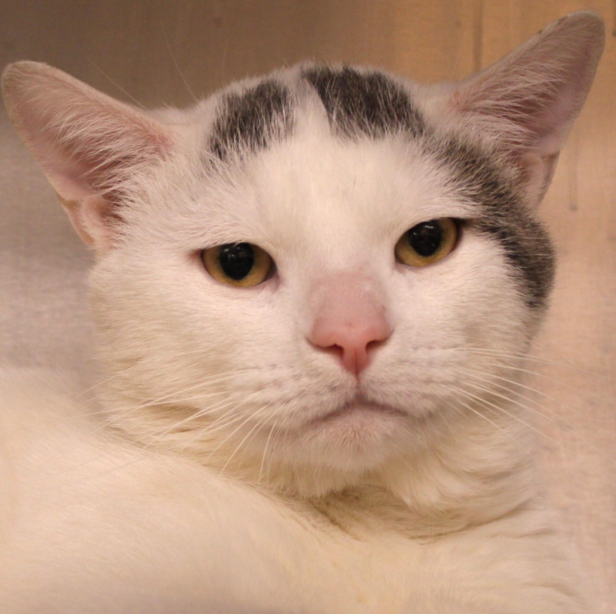 Enlarge Jordan, an adoptable Domestic Short Hair in Mississauga, ON image 4/5