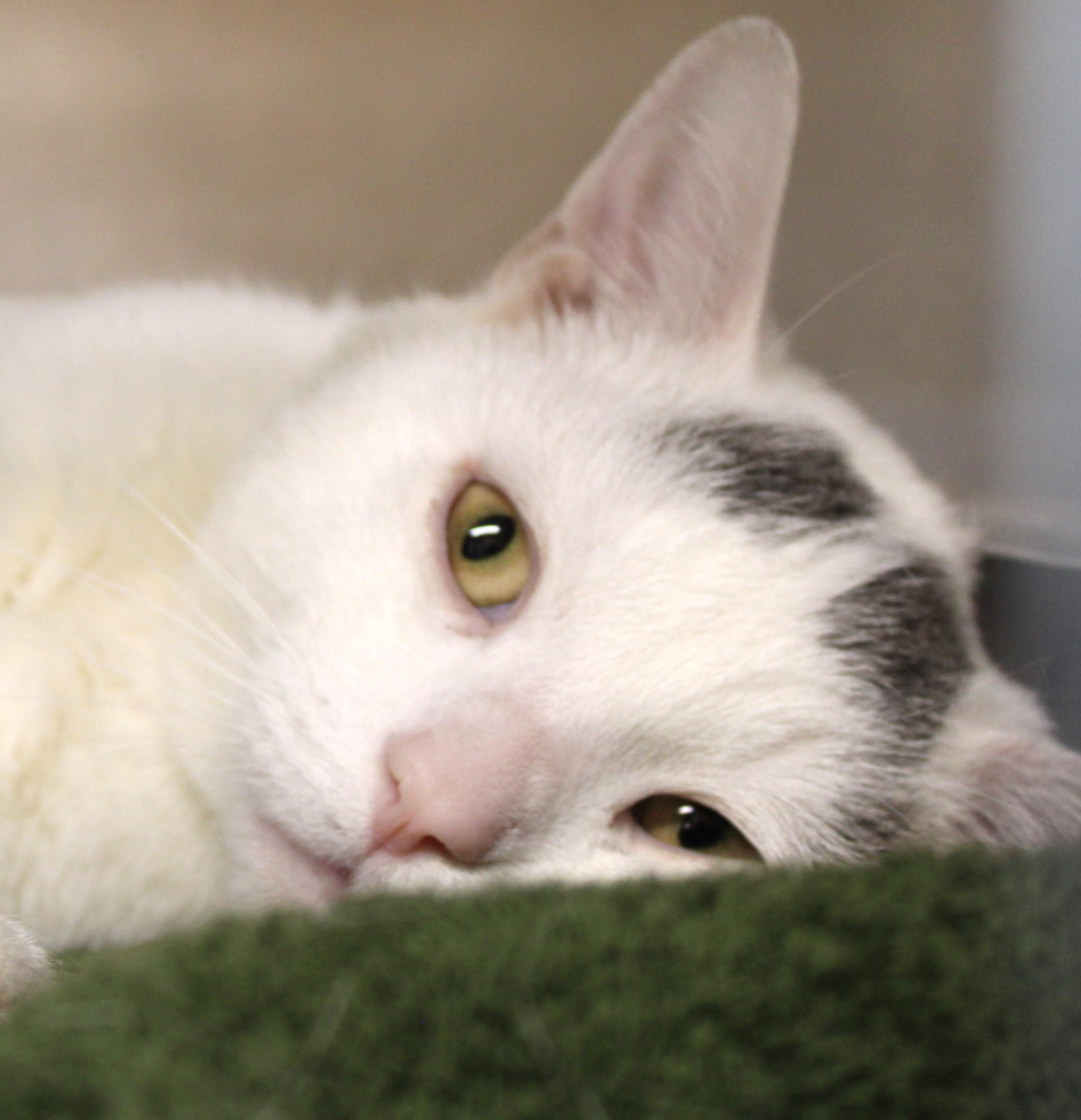 Jordan, adoptable, Adult Male Domestic Short Hair.