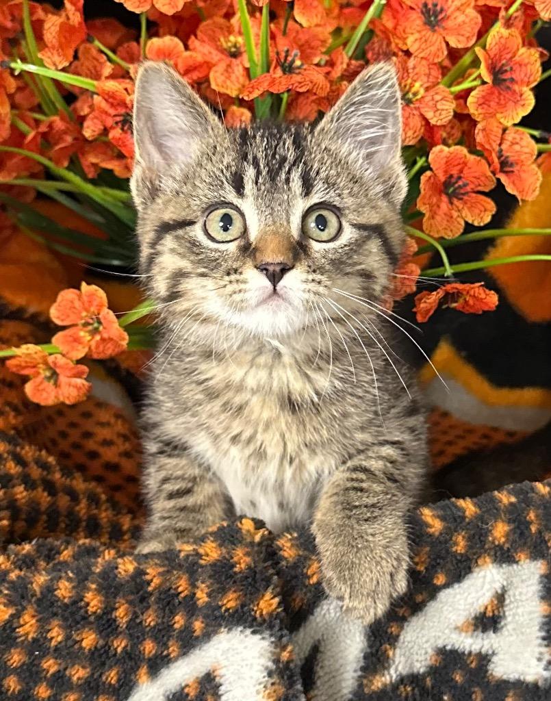 3/25/26 Pickles, Adoptable, Kitten Male Domestic Short Hair.