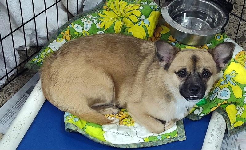 Beatrice Butterfinger, a Adoptable mixed breed in Mukwonago, WI image 1/2