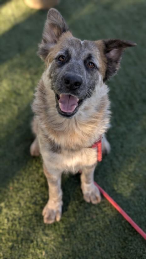 Enlarge HEIDI, a Adoptable German Shepherd Dog in Chatsworth, CA image 1/1