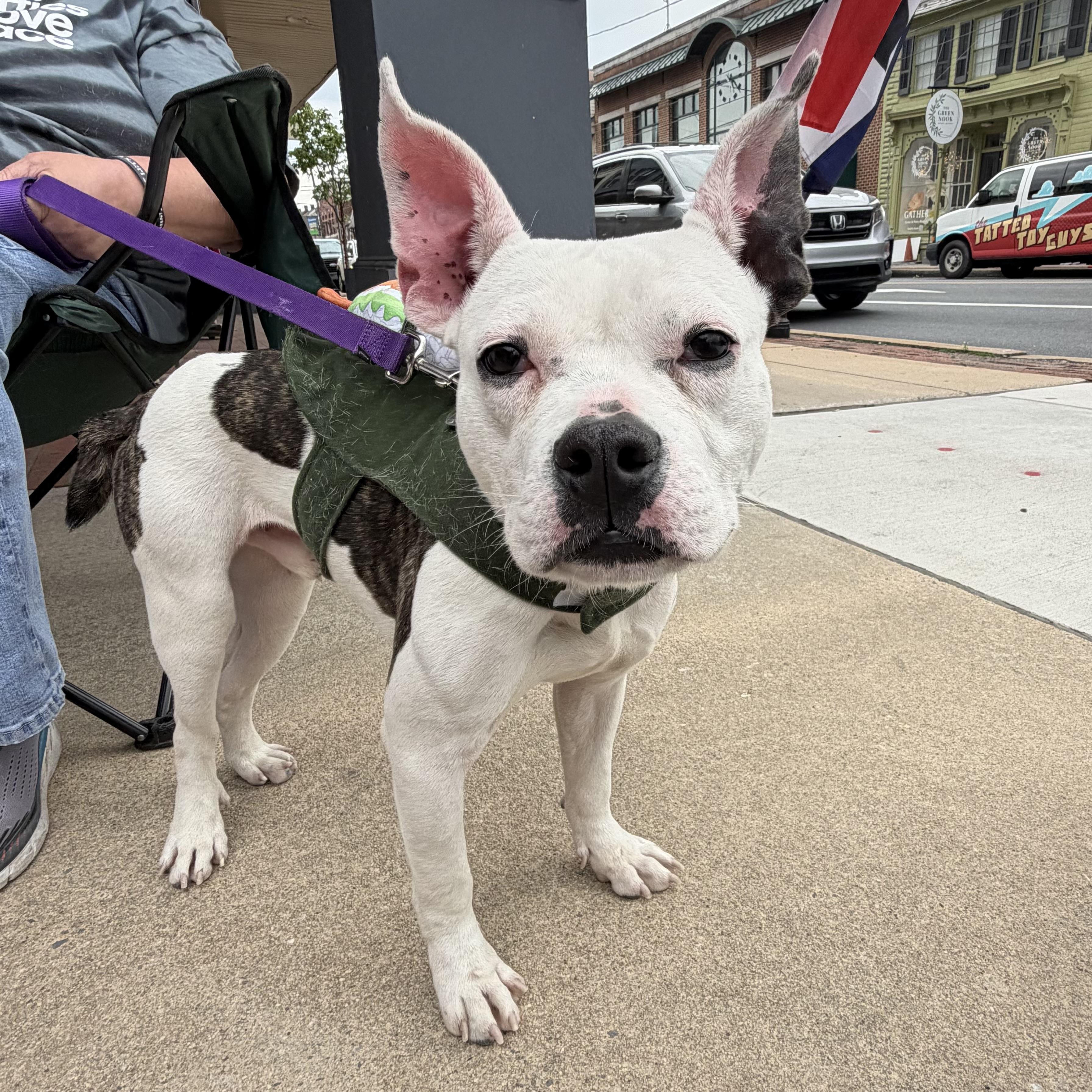 Enlarge Chex, a ADOPTABLE mixed breed in Elizabethtown, PA image 4/6